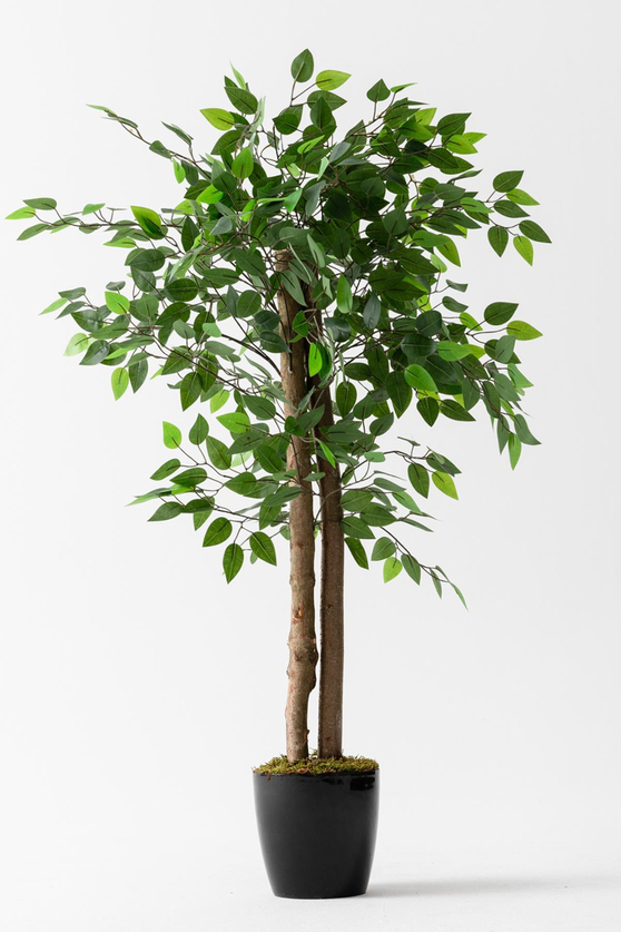 Yapay Starlight Benjamin Ağacı 180 Cm